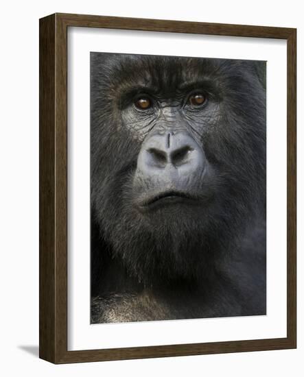 Mountain Gorilla, Volcanoes National Park, Rwanda-Joe & Mary Ann McDonald-Framed Photographic Print