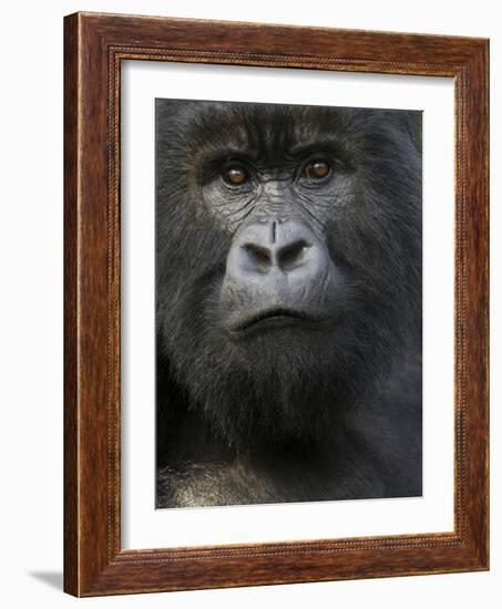 Mountain Gorilla, Volcanoes National Park, Rwanda-Joe & Mary Ann McDonald-Framed Photographic Print