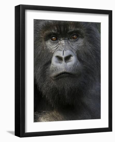 Mountain Gorilla, Volcanoes National Park, Rwanda-Joe & Mary Ann McDonald-Framed Photographic Print