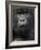 Mountain Gorilla, Volcanoes National Park, Rwanda-Joe & Mary Ann McDonald-Framed Photographic Print