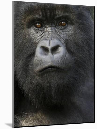 Mountain Gorilla, Volcanoes National Park, Rwanda-Joe & Mary Ann McDonald-Mounted Photographic Print