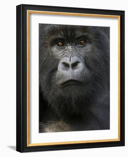 Mountain Gorilla, Volcanoes National Park, Rwanda-Joe & Mary Ann McDonald-Framed Photographic Print