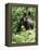 Mountain Gorilla with Baby on Back-Adrian Warren-Framed Premier Image Canvas