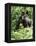 Mountain Gorilla with Baby on Back-Adrian Warren-Framed Premier Image Canvas