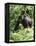 Mountain Gorilla with Baby on Back-Adrian Warren-Framed Premier Image Canvas