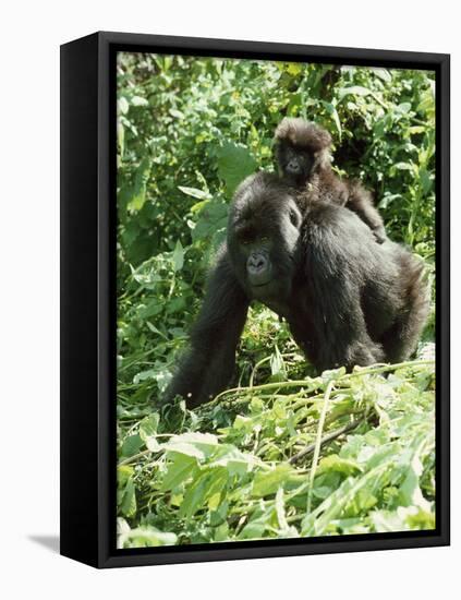 Mountain Gorilla with Baby on Back-Adrian Warren-Framed Premier Image Canvas