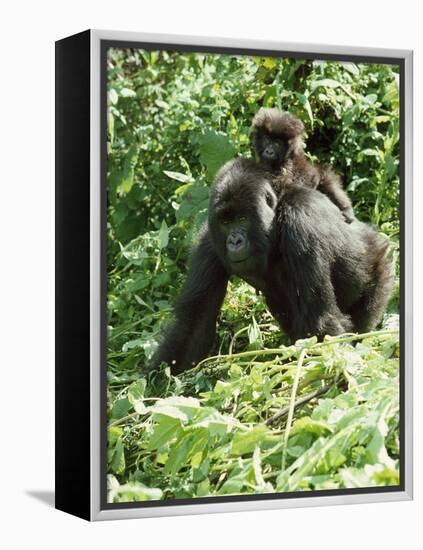 Mountain Gorilla with Baby on Back-Adrian Warren-Framed Premier Image Canvas