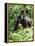 Mountain Gorilla with Baby on Back-Adrian Warren-Framed Premier Image Canvas