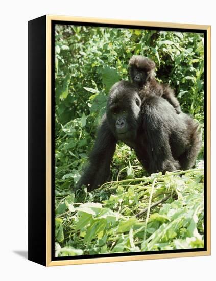 Mountain Gorilla with Baby on Back-Adrian Warren-Framed Premier Image Canvas