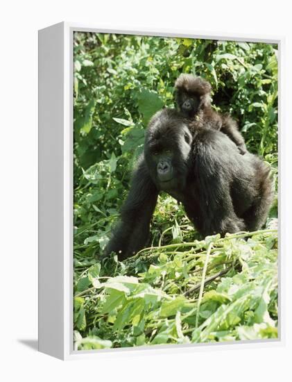 Mountain Gorilla with Baby on Back-Adrian Warren-Framed Premier Image Canvas