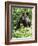 Mountain Gorilla with Baby on Back-Adrian Warren-Framed Photographic Print