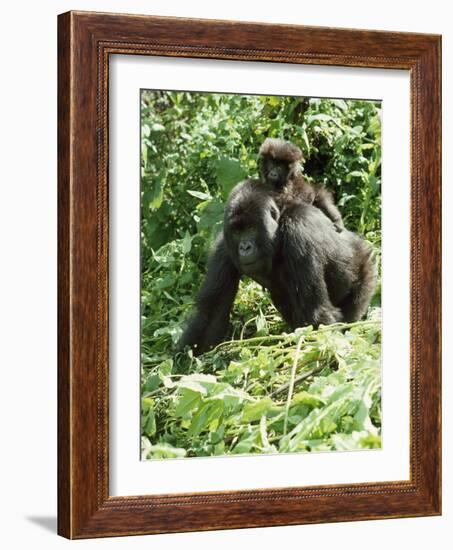 Mountain Gorilla with Baby on Back-Adrian Warren-Framed Photographic Print