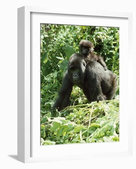 Mountain Gorilla with Baby on Back-Adrian Warren-Framed Photographic Print