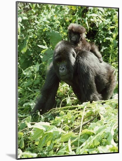 Mountain Gorilla with Baby on Back-Adrian Warren-Mounted Photographic Print