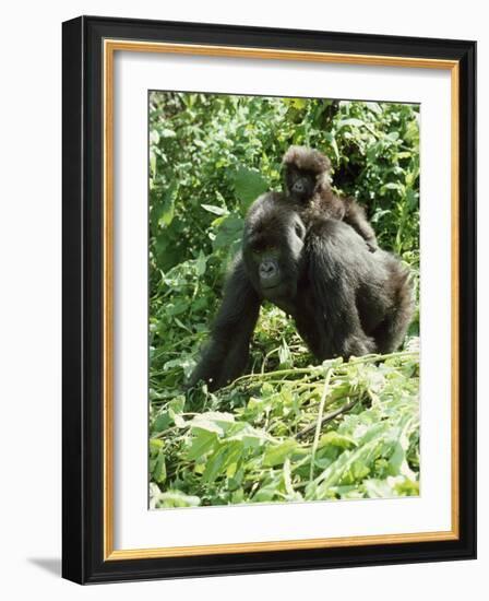 Mountain Gorilla with Baby on Back-Adrian Warren-Framed Photographic Print