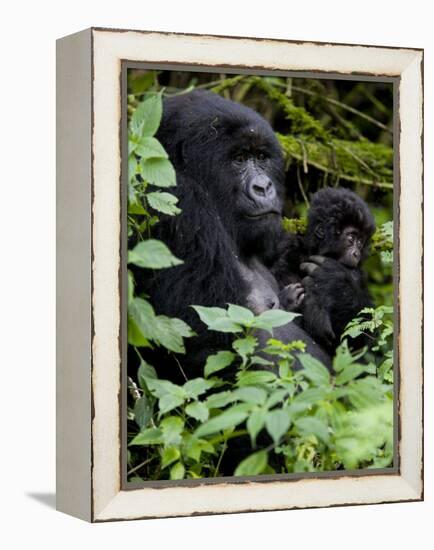 Mountain Gorilla with Her Young Baby, Rwanda, Africa-Milse Thorsten-Framed Premier Image Canvas