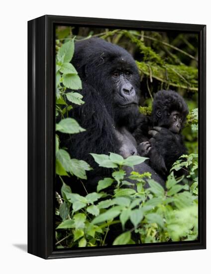 Mountain Gorilla with Her Young Baby, Rwanda, Africa-Milse Thorsten-Framed Premier Image Canvas
