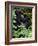 Mountain Gorilla with Her Young Baby, Rwanda, Africa-Milse Thorsten-Framed Photographic Print