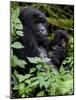 Mountain Gorilla with Her Young Baby, Rwanda, Africa-Milse Thorsten-Mounted Photographic Print