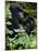 Mountain Gorilla with Her Young Baby, Rwanda, Africa-Milse Thorsten-Mounted Photographic Print