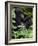 Mountain Gorilla with Her Young Baby, Rwanda, Africa-Milse Thorsten-Framed Photographic Print