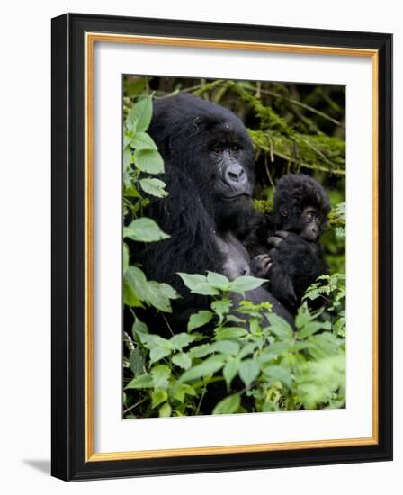 Mountain Gorilla with Her Young Baby, Rwanda, Africa-Milse Thorsten-Framed Photographic Print