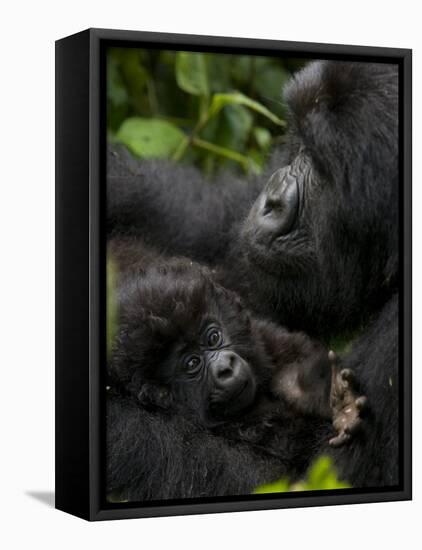 Mountain Gorilla with Her Young Baby, Rwanda, Africa-Milse Thorsten-Framed Premier Image Canvas