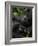 Mountain Gorilla with Her Young Baby, Rwanda, Africa-Milse Thorsten-Framed Photographic Print