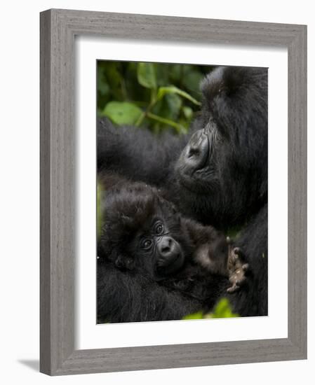 Mountain Gorilla with Her Young Baby, Rwanda, Africa-Milse Thorsten-Framed Photographic Print