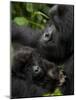 Mountain Gorilla with Her Young Baby, Rwanda, Africa-Milse Thorsten-Mounted Photographic Print