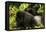 Mountain gorilla with infant playing on his back, Rwanda-Mary McDonald-Framed Premier Image Canvas