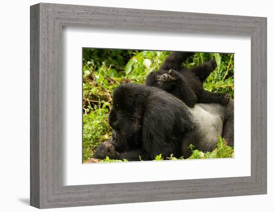 Mountain gorilla with infant playing on his back, Rwanda-Mary McDonald-Framed Photographic Print