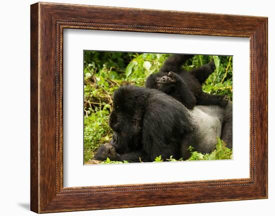 Mountain gorilla with infant playing on his back, Rwanda-Mary McDonald-Framed Photographic Print