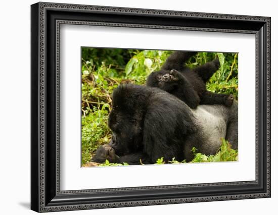 Mountain gorilla with infant playing on his back, Rwanda-Mary McDonald-Framed Photographic Print