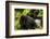 Mountain gorilla with infant playing on his back, Rwanda-Mary McDonald-Framed Photographic Print