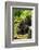 Mountain gorilla with infants playing on his back, Rwanda-Mary McDonald-Framed Photographic Print