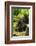 Mountain gorilla with infants playing on his back, Rwanda-Mary McDonald-Framed Photographic Print