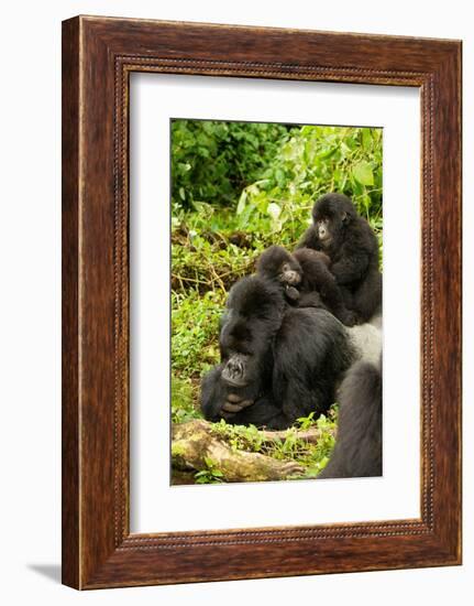 Mountain gorilla with infants playing on his back, Rwanda-Mary McDonald-Framed Photographic Print