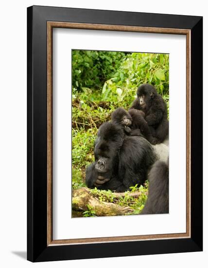 Mountain gorilla with infants playing on his back, Rwanda-Mary McDonald-Framed Photographic Print