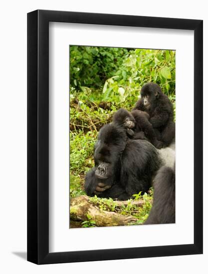 Mountain gorilla with infants playing on his back, Rwanda-Mary McDonald-Framed Photographic Print