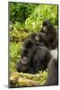 Mountain gorilla with infants playing on his back, Rwanda-Mary McDonald-Mounted Photographic Print