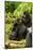 Mountain gorilla with infants playing on his back, Rwanda-Mary McDonald-Mounted Photographic Print
