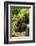 Mountain gorilla with infants playing on his back, Rwanda-Mary McDonald-Framed Photographic Print