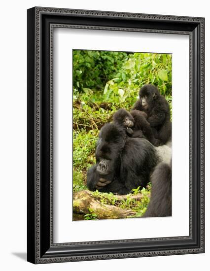 Mountain gorilla with infants playing on his back, Rwanda-Mary McDonald-Framed Photographic Print