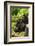 Mountain gorilla with infants playing on his back, Rwanda-Mary McDonald-Framed Photographic Print