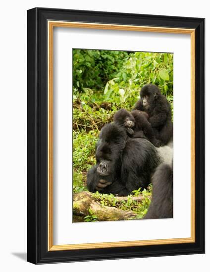 Mountain gorilla with infants playing on his back, Rwanda-Mary McDonald-Framed Photographic Print