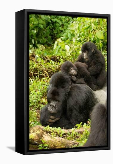 Mountain gorilla with infants playing on his back, Rwanda-Mary McDonald-Framed Premier Image Canvas