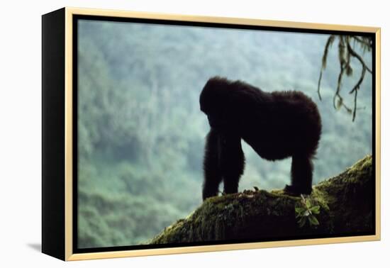 Mountain Gorilla-Adrian Warren-Framed Premier Image Canvas