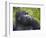 Mountain Gorilla-Paul Souders-Framed Photographic Print