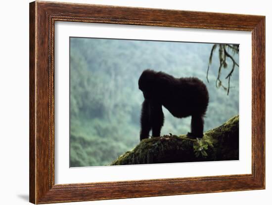 Mountain Gorilla-Adrian Warren-Framed Photographic Print